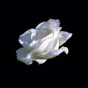 פרח של אומנות פרח של אומנות